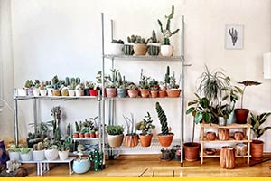 How to display your indoor plants