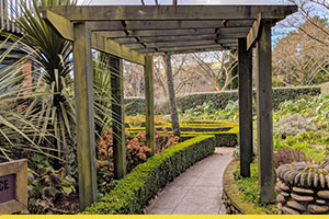 How to add colour to your garden